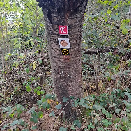 Ferienwohnung Schaefer Am Nationalpark Kellerwald Frankenau Exterior foto